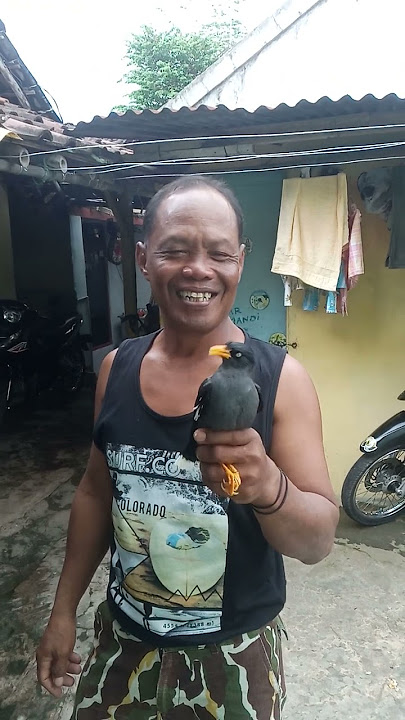 burung jalak kebo jinak bisa bicara pagi bos kopi bos...
