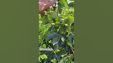 Dòng hồng giòn nhật bản là giống lớn chậm nhưng quả ăn cực ngon #honggionnhatban #caygiongviet