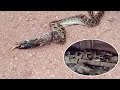 Greedy Python Regurgitates Three Chickens