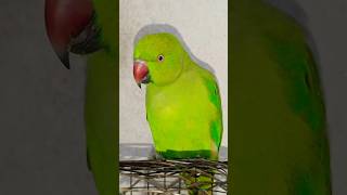 ए Mummy Ek Gilas Pani De Do 🤣😅😂#funny#parrot#funnyshorts#youtube#trending#shortvideo#viralshorts#new