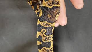 Acid GHI - female ball python