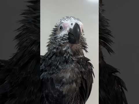 Wet African Grey Parrot Baby