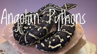 Species Spotlight- Angolan Pythons