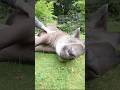 Tapir Alex im Zoo Dortmund bekommt eine Massage #Zoolotse #Tapir #Zoo #ZoocialMedia