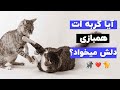 چطوری بفهمیم گربمون دلش همبازی میخواد یا نه چطوری براش همبازی بیاریم چطوری بفهمیم گربمون دلش همبازی میخواد یا نه چطوری براش همبازی بیاریم