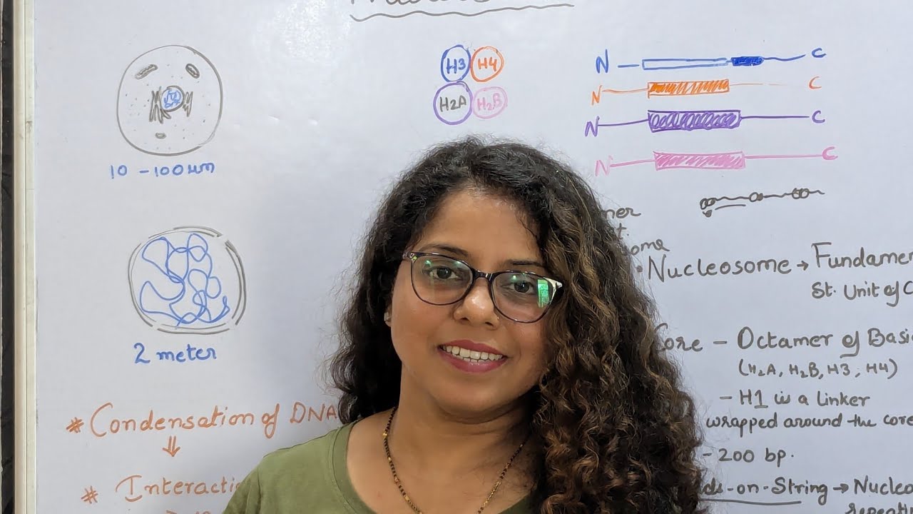 Nucleosome | DNA packaging | Histone proteins