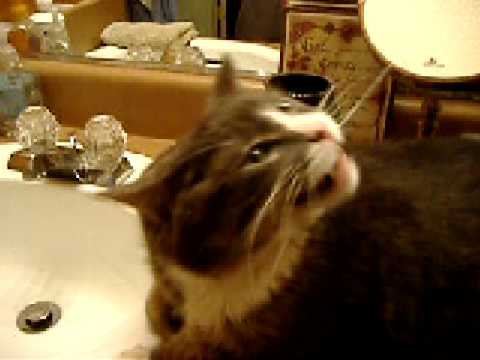 Flossing Kitty