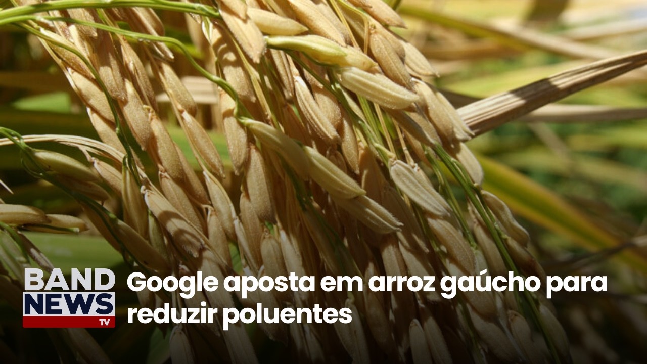Google aposta em arroz gaúcho para reduzir poluentes | BandNews TV