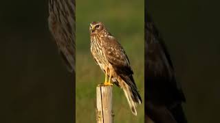 Female Hen Harrier Calling