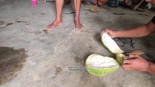 Young Farmers Harvesting & Opening Durian Like a Pro! Unique Techniques You Must See!