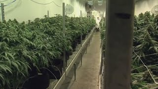 Local dispensaries prepare for recreational sales