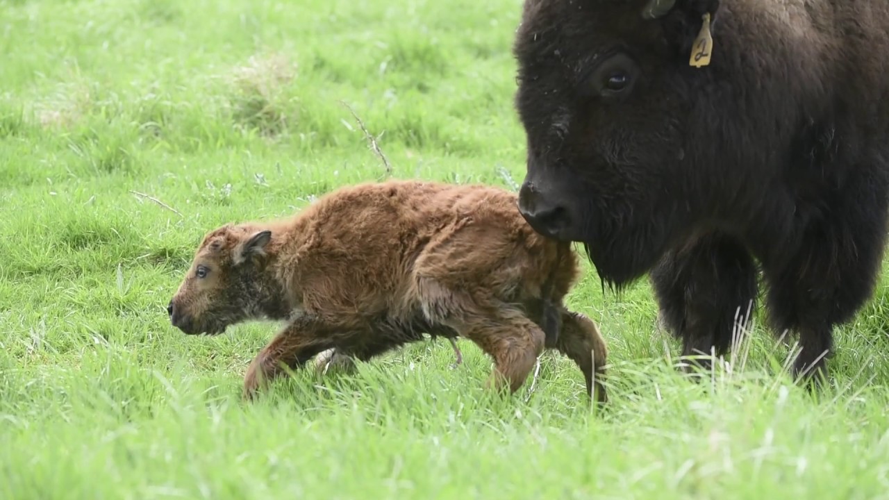 buffalo bebe
