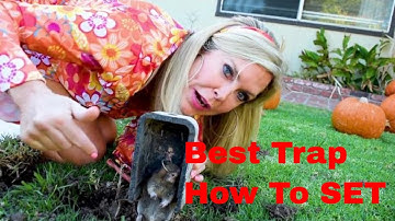 How to Get Rid Of Gophers,  TRAPS -  HERE IS THE BEST METHOD
