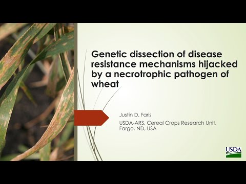 Genetic dissection of disease resistance mechanisms hijacked by a necrotrophic pathogen of wheat