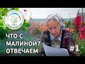 #1 ЧТО С МАЛИНОЙ??? ВИРУС РАССЫПУХИ МАЛИНЫ. МАЛИННАЯ МУХА.