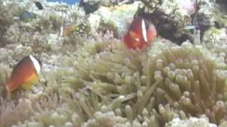 Tiger shark attack fiji