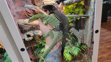 Tree Monitor House Tour? (Showing All of My Enclosures and Tree Monitors) OLD - WATCH NEW VIDEO