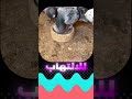 فوائد الشاي للحمام الزاجل و الطيور غاوي سباق الزاجل سباقات غاوي زاجل الزاجل عشق لاينتهي حمام