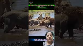 Crocodile vs Lion &amp; Tiger - Can Big Cats Outsmart the River Hunter?