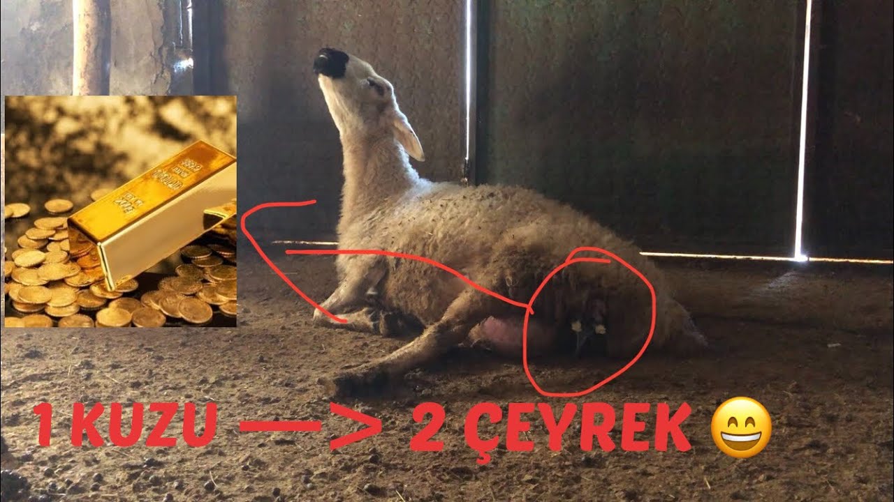 KOYUNLARDA ALTIN AYI 💪💪 ! KUZU DOĞUMLARI DEVAM EDİYOR ! KÖYDE BİR GÜN ! #kuzudoğumu