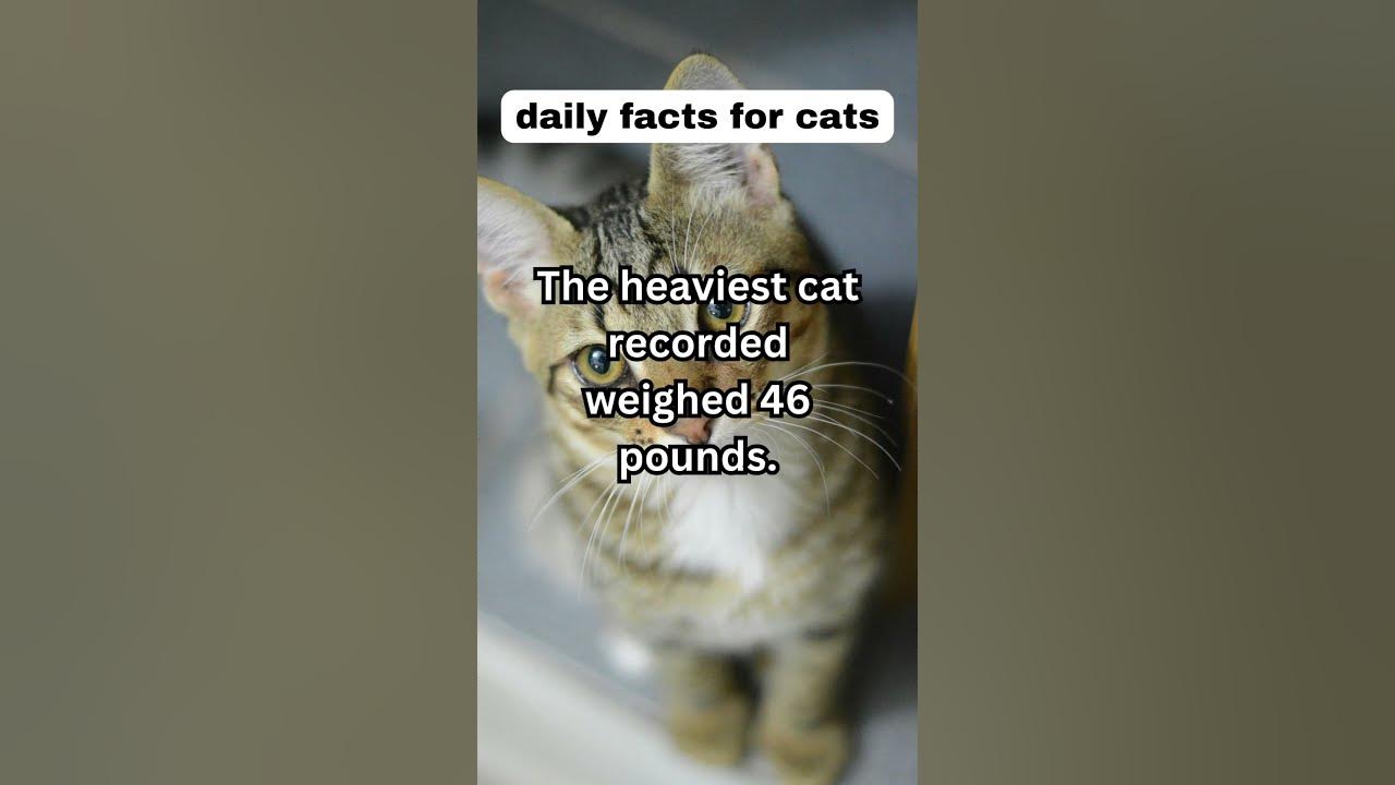 The Heaviest Cat Recorded Weighed 46 Pounds animal animals cats the-heaviest-cat-recorded-weighed-46-pounds-animal-animals-cats