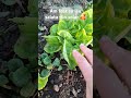 #salata #garden #gardening #vegetables #salad salad #onion #legume
