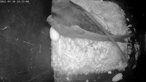 Swift in nest moving egg