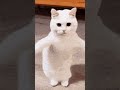 #cat