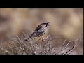 Birding in Argentina: Spot-winged Falconet