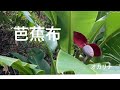 芭蕉布