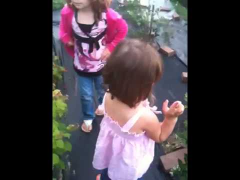 Girls picking raspberries