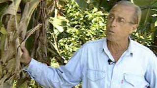 Uma história de vida: cidadão planta mais de 4 mil árvores frutíferas para melhorar a quali