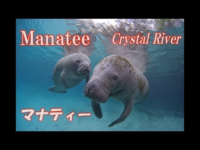 まなてぃ Manatee マナティー フロリダ ニシインドマナティー アメリカ