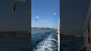 Feeding seagulls in Istanbul 🇹🇷 #4kwalk #travel #walking4k #walkingtour #istanbul #türkiye