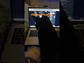 Bibi is #MouseHunting #ScreenWatching #CatDad