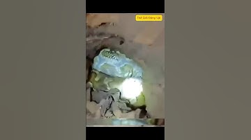 Một con trăn khổng lồ dài 6 mét đang treo mình trên cây Anh chàng vô tình va phải nó Thật là hồi hộp