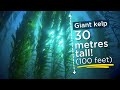 Saving the oceans giant kelp