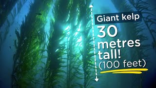 Saving The Ocean's Giant Kelp by CSIRO 9,360 views 3 months ago 3 minutes, 49 seconds