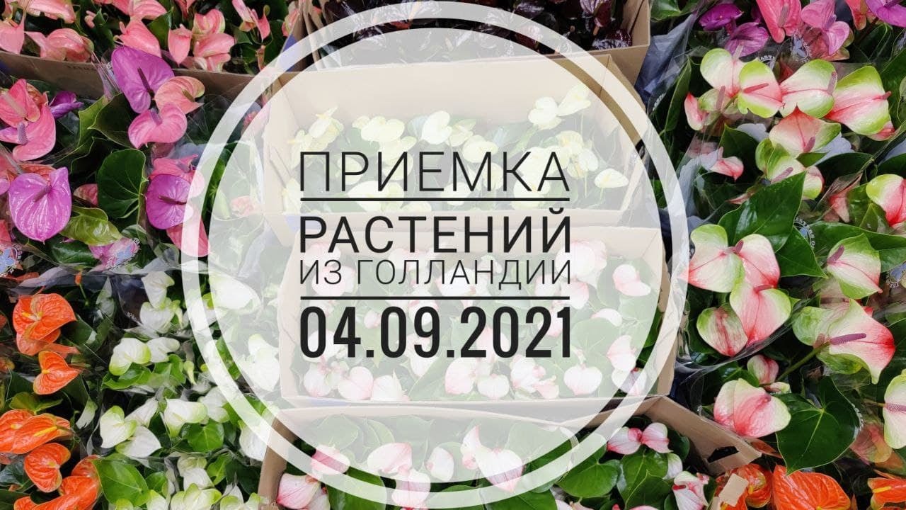 Цветы из Голландии. Приемка 04.09.21. Антуриум Exota, Cavalli, Joli Pink, Hotlips, Karma Black и др.