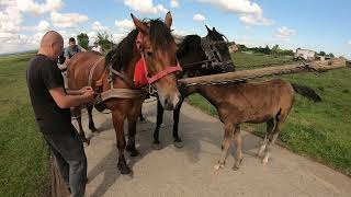 КОНІ НА ПРОДАЖУ/Коні Ваговози/horses in Ukraine