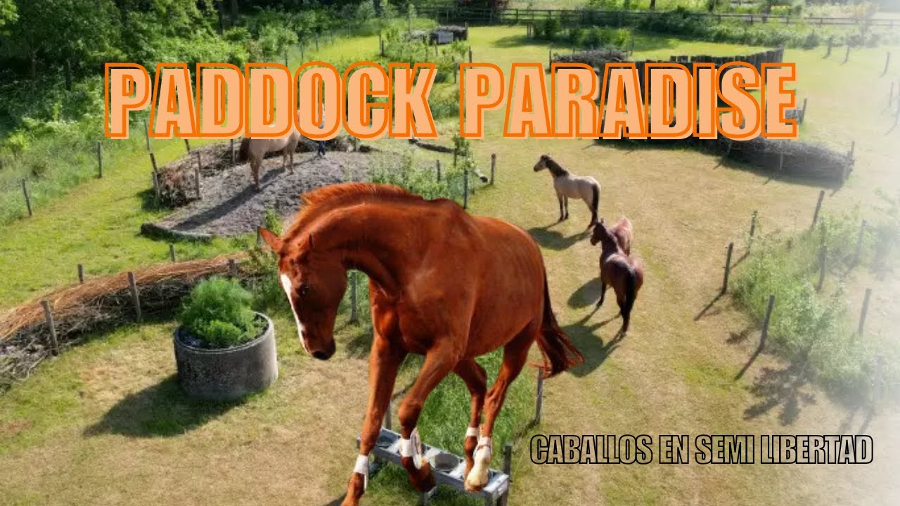 TODO sobre el PADDOCK PARADISE | Introducción