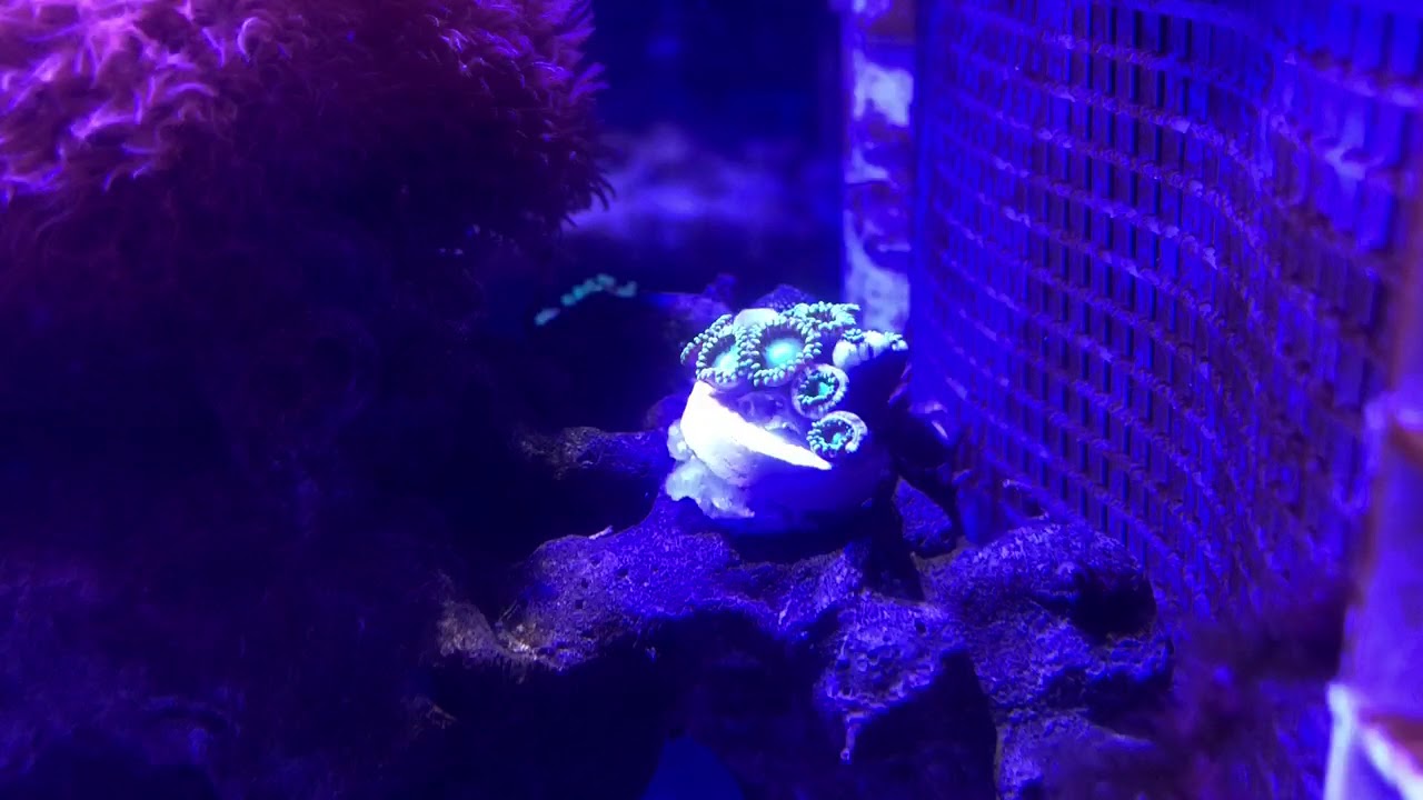 Fluval Evo Coral/Invert Quarantine Tank YouTube