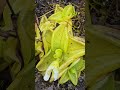 Carnivorous Plants at 12,000' (3600 m) in the tropics thumbnail