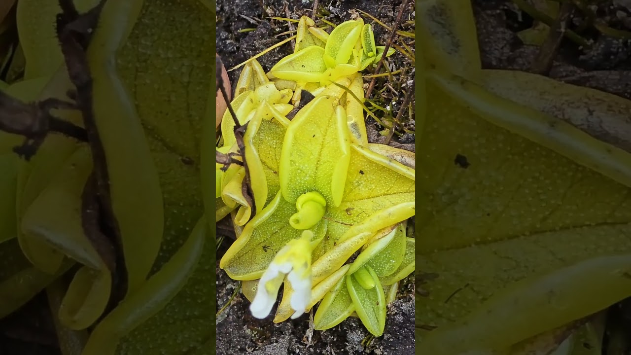 Хищные растения на высоте 12 000 футов (3600 м) в тропиках