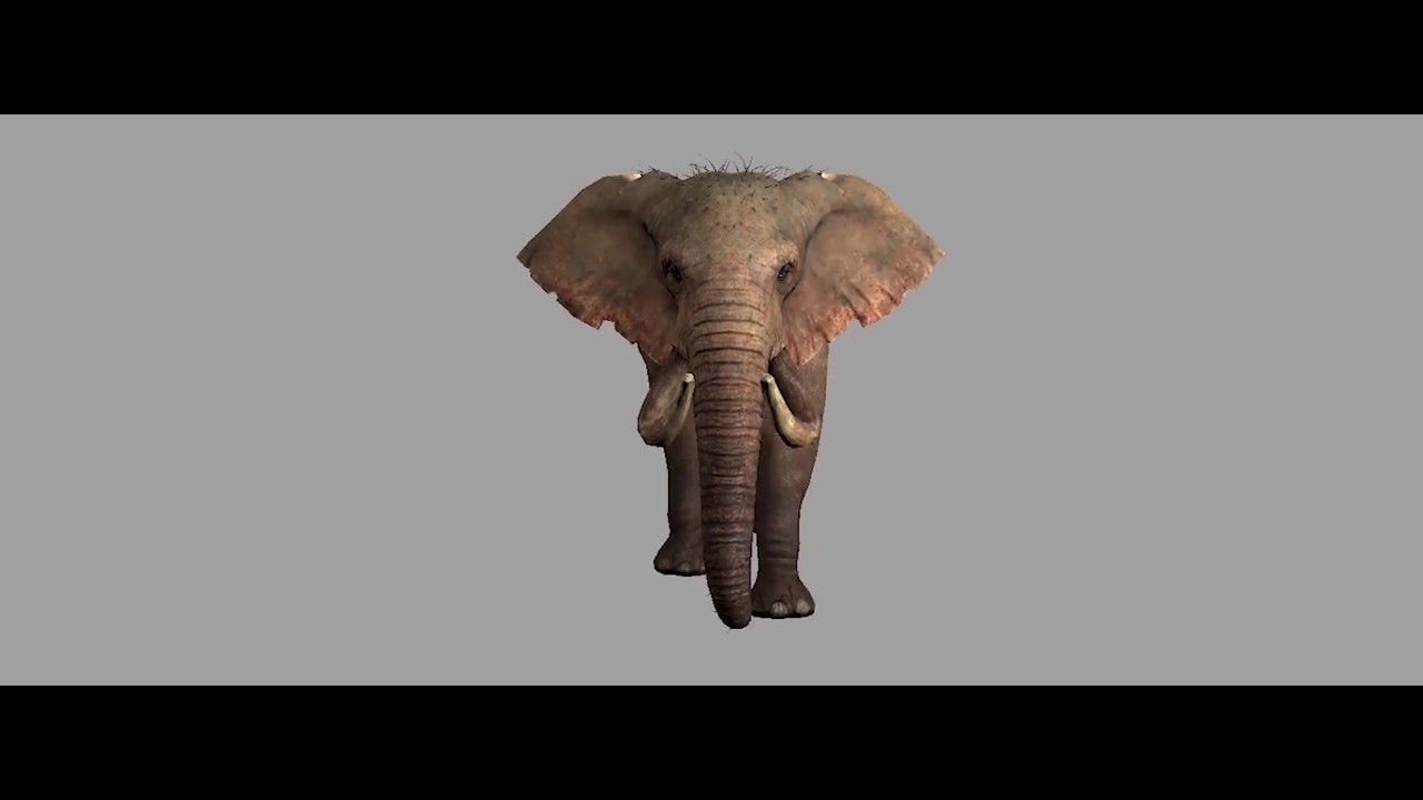 3d Elephant Front View Youtube