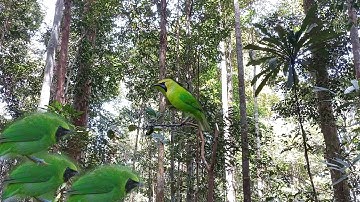 MIKAT CUCAK IJO DI HUTAN BORNEO
