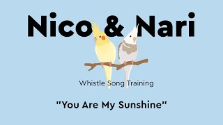 You Are My Sunshine ~ Parrot Whistle Training