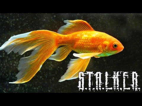 Золотая рыбка - STALKER Anomaly Redux