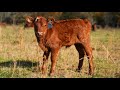 The ultimate guide to calving  raising cattle