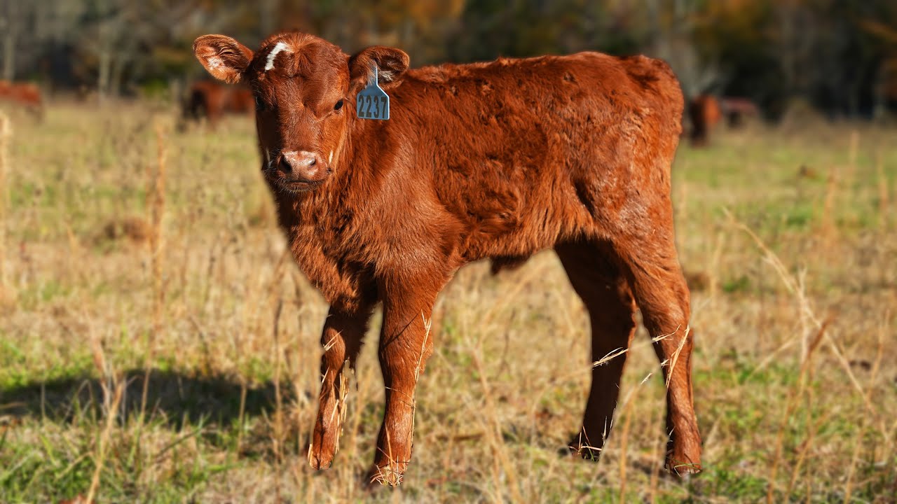 The Ultimate Guide To Calving Raising Cattle YouTube The Ultimate Guide To Calving Raising Cattle YouTube